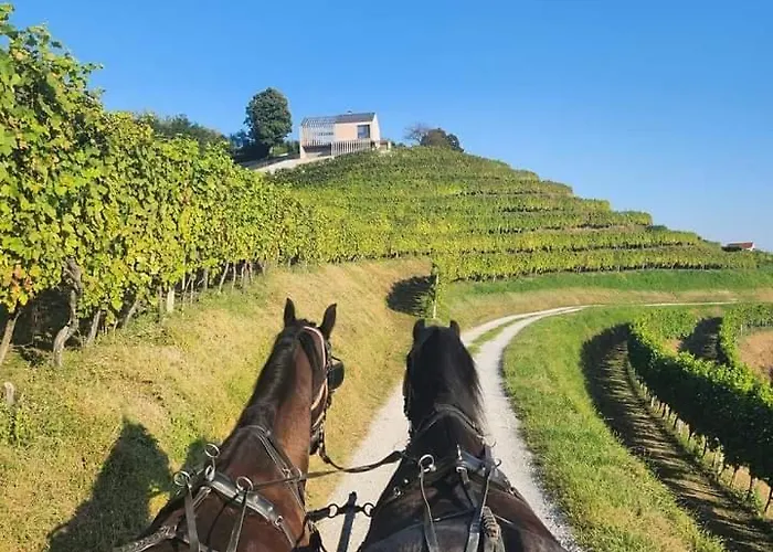 Haloze Forme Apartma